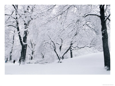Central Park Covered In Snow, Nyc by Shmuel Thaler Pricing Limited Edition Print image