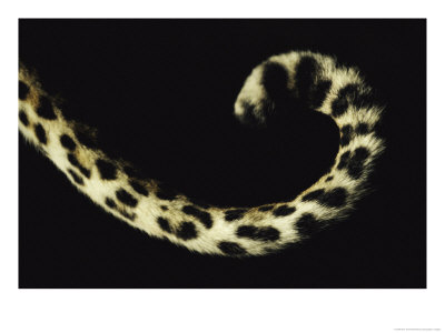 Close View Of A Leopards Curled Tail by Kim Wolhuter Pricing Limited Edition Print image