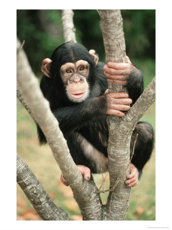 Baby Chimpanzee Resting In Tree by Richard Stacks Pricing Limited Edition Print image