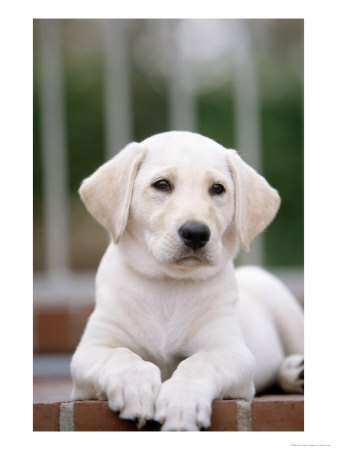 8-Week-Old Yellow Labrador Retriever Puppy by Aneal Vohra Pricing Limited Edition Print image
