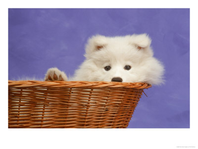 Ten Week Old Samoyed Puppy by Frank Siteman Pricing Limited Edition Print image