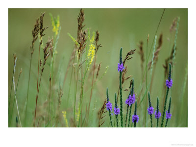 Prairie Grasses And Prairie Flowers by Annie Griffiths Belt Pricing Limited Edition Print image