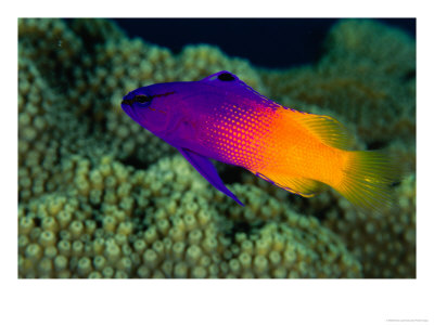 Fairy Basslet (Gramma Loreto), South Of Prince Rupert Bay, Portsmouth, Portsmouth, Dominica by Michael Lawrence Pricing Limited Edition Print image