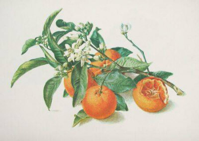 Oranges And Blooms by Carlos Von Riefel Pricing Limited Edition Print image
