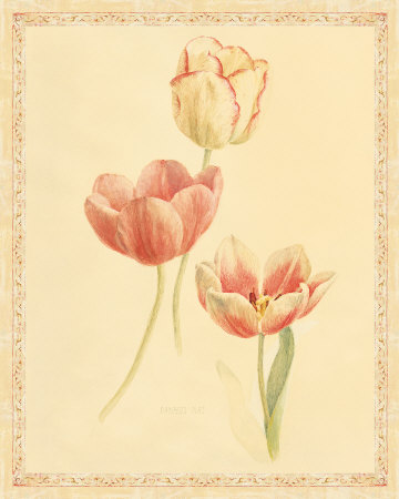 Tulip Study Ii by Danhui Nai Pricing Limited Edition Print image