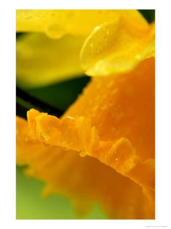 Narcissus (Daffodil), Close-Up Of Yellow Flower With Water Drops by Susie Mccaffrey Pricing Limited Edition Print image