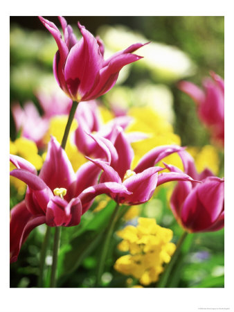 Tulipa Maytime Close-Up Of Pink Flowers by Pernilla Bergdahl Pricing Limited Edition Print image
