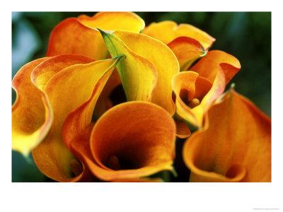 Calla Lily by Fiona Mcleod Pricing Limited Edition Print image