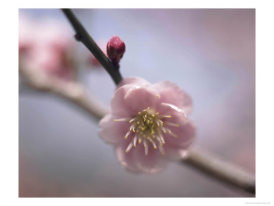 Pink Prunus Mume (Japanese Apricot) In March Kyoto, Japan by Frank Leather Pricing Limited Edition Print image
