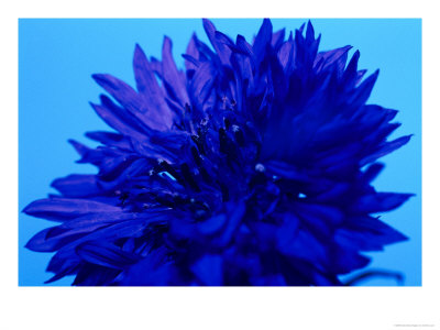 Flowers & Plants Centaurea Cyanus Close-Up On Blue Background by Andrew Lord Pricing Limited Edition Print image