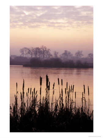 Bullrushes by John Beedle Pricing Limited Edition Print image