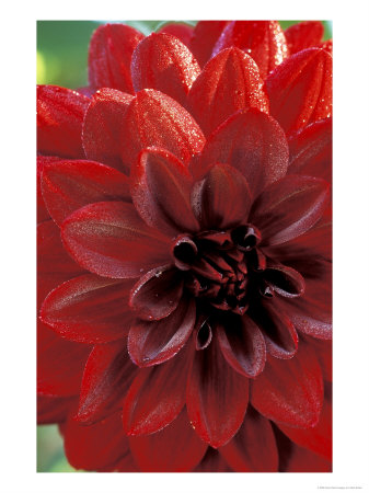 Dahlia, Arabian Night (Deep Red, Close-Up), September by Mark Bolton Pricing Limited Edition Print image