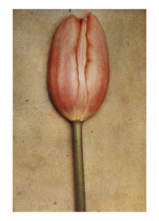 Conde Nast, Trunk Archive by Sheila Metzner Pricing Limited Edition Print image
