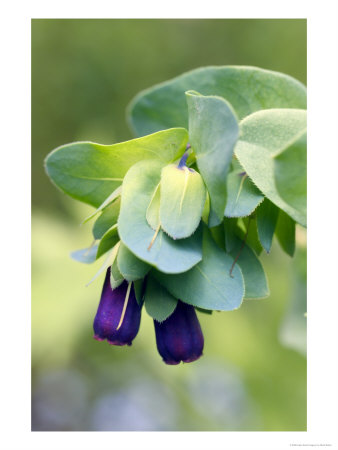 Cerinthe Major (Purpurescens), Close-Up Of Hanging Purple Flowers by Mark Bolton Pricing Limited Edition Print image