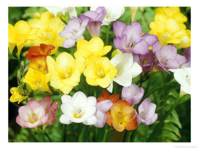 Freesia, Mixed Colours by Michele Lamontagne Pricing Limited Edition Print image