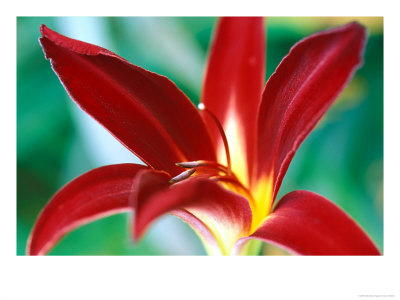 Hemerocallis Holly Dancer, Close-Up Of Red Flower Head by Lynn Keddie Pricing Limited Edition Print image