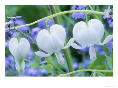 Dicentra Spectabilis Alba And Myosotis Sylvatica (Bleeding Hearts And Forget Me Not), White Flower by Michael Davis Pricing Limited Edition Print image