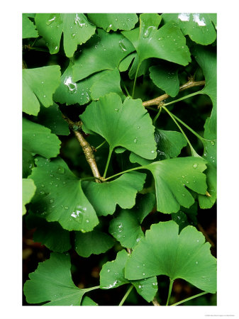 Gingo Biloba (Maidenhair Tree) by Mark Bolton Pricing Limited Edition Print image