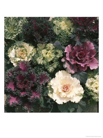 Ornamental Cabbage, Mixed Autumn And Winter by Michele Lamontagne Pricing Limited Edition Print image