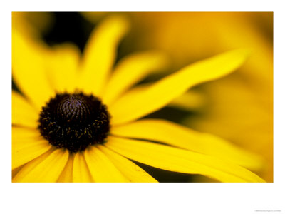 Rudbeckia Deamii, Close-Up Of Yellow Flower Head by Lynn Keddie Pricing Limited Edition Print image