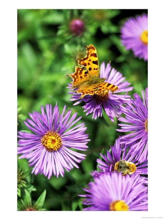 Butterfly On Aster Novae Angliae, September by Lynn Keddie Pricing Limited Edition Print image