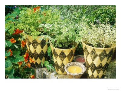 Herbs Planted Hand Painted Harlequin Pots, Candle, Tropaeolum by Linda Burgess Pricing Limited Edition Print image
