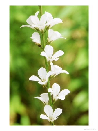 Francoa Confetti (Bridal Wreath), Evergreen Perennial, Pure White Flowers On Long Green Stem by Mark Bolton Pricing Limited Edition Print image