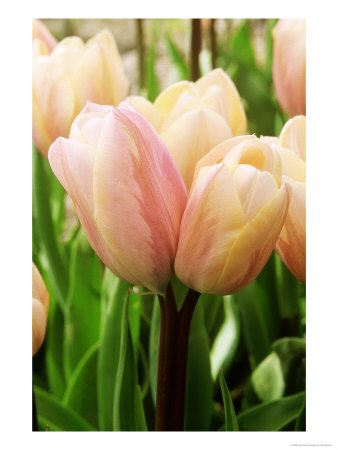 Tulipa Sweet Love (Tulip) by Mark Bolton Pricing Limited Edition Print image