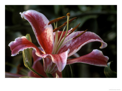 Lilium (Star Gazer) by Mark Bolton Pricing Limited Edition Print image