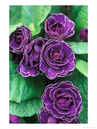 Primula (Miss Indigo) by Mark Bolton Pricing Limited Edition Print image