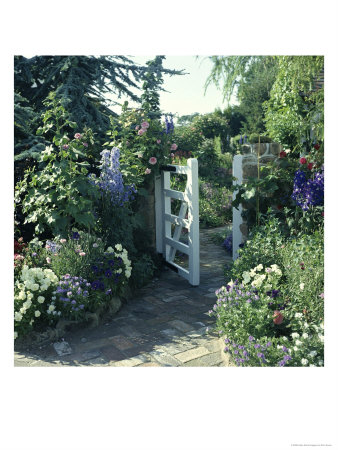 Cottage Garden Planting Around A White Gate With A Brick Path, Delphinium, Viola And Rosa by Ron Evans Pricing Limited Edition Print image