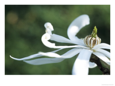 Magnolia Stellata, Close-Up Of A White Flower by Hemant Jariwala Pricing Limited Edition Print image