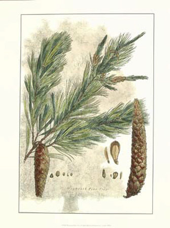 Antique Weymouth Pine Tree by John Miller (Johann Sebastien Mueller) Pricing Limited Edition Print image
