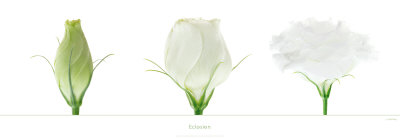 Eclosion by Guillaume Plisson Pricing Limited Edition Print image