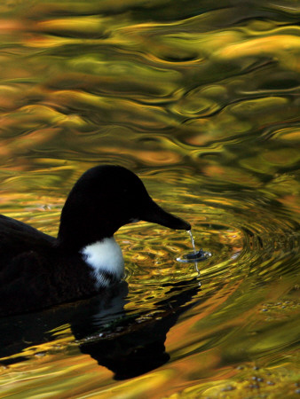 Fall Colors Are Reflected In A Pond As A Duck Swims In Milan, Italy, Friday, November 3, 2006 by Luca Bruno Pricing Limited Edition Print image