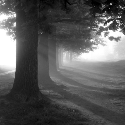 Misty Trees by Steven Mitchell Pricing Limited Edition Print image