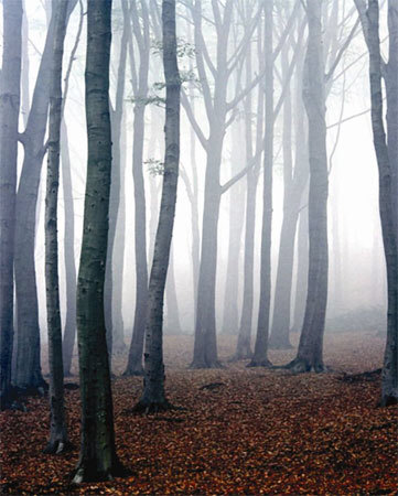 Through The Fog by Steven Mitchell Pricing Limited Edition Print image