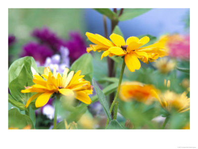 Cherokee Sunset Rudbeckia, Seattle, Washington, Usa by Terry Eggers Pricing Limited Edition Print image