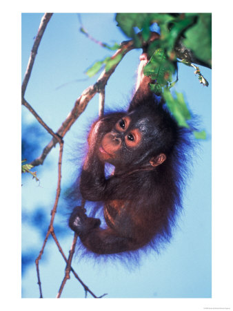 Baby Orangutan, Tanjung Putting National Park, Indonesia by Keren Su Pricing Limited Edition Print image