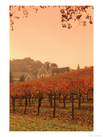 Silver Oak Cellars Winery And Vineyard, Alexander Valley, Mendocino County, California, Usa by John Alves Pricing Limited Edition Print image