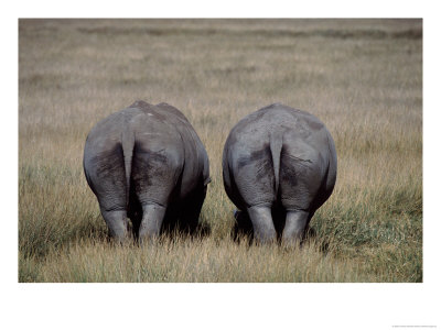 White Rhinos In African Plain, Kenya by Charles Sleicher Pricing Limited Edition Print image