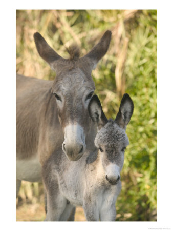 Mother And Baby Donkeys On Salt Cay Island, Turks And Caicos, Caribbean by Walter Bibikow Pricing Limited Edition Print image