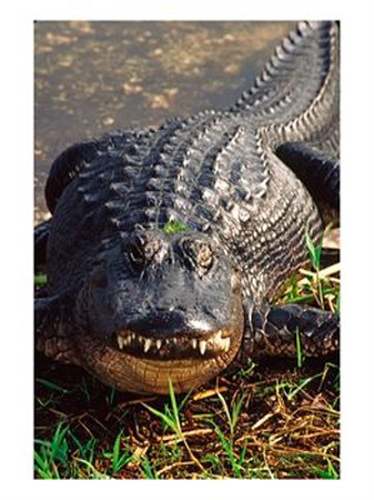 Alligator by Charles Sleicher Pricing Limited Edition Print image