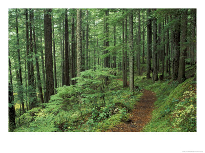 Silver Falls Trail, Mt. Rainier National Park, Washington, Usa by Jamie & Judy Wild Pricing Limited Edition Print image