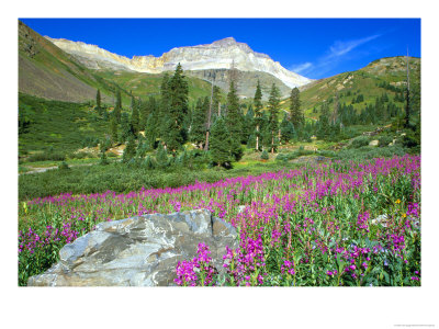 Meadow Of Fireweed In Mt. Sneffels Wilderness Area, Colorado, Usa by Julie Eggers Pricing Limited Edition Print image