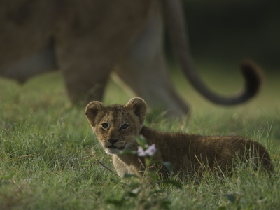 Portrait Of An African Lion Cub, Panthera Leo by Beverly Joubert Pricing Limited Edition Print image