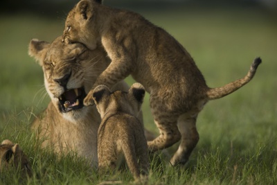 African Lion Cubs, Panthera Leo, Playing With A Lioness by Beverly Joubert Pricing Limited Edition Print image