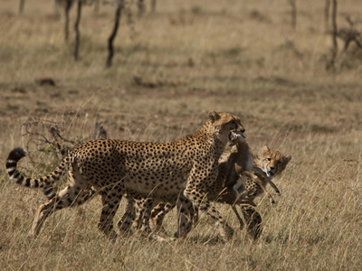 A Cheetah, Acinonyx Jubatus, And Her Cubs Carrying A Thomson's Gazelle by Beverly Joubert Pricing Limited Edition Print image