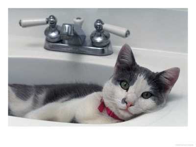 Cat Lying In A Sink by Doug Mazell Pricing Limited Edition Print image