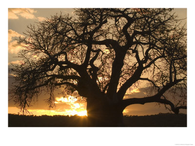 Silhouetted African Baobab Tree At Sunset by Roy Toft Pricing Limited Edition Print image